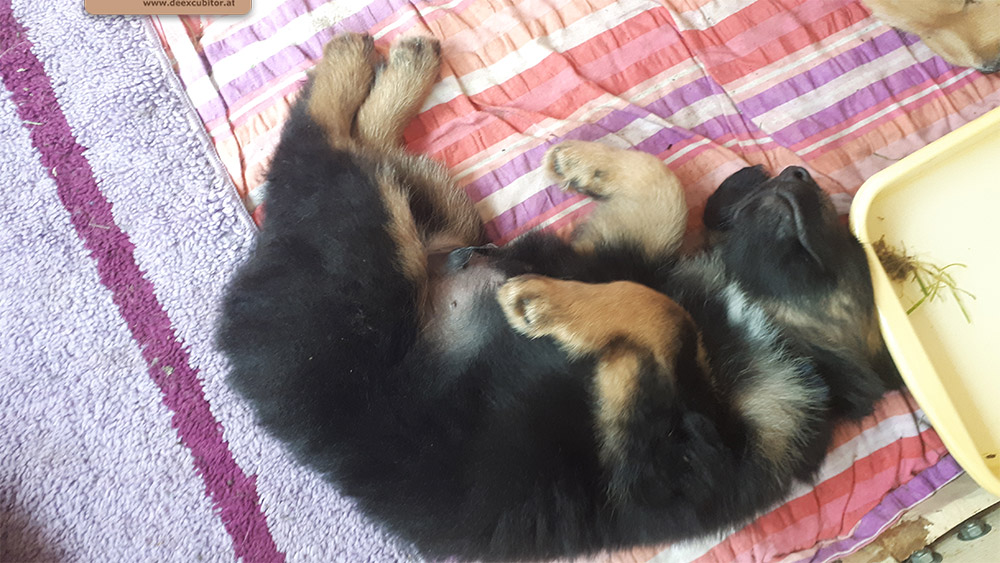 F-Wurf_Fotogalerie_7Woche_800x533_0013