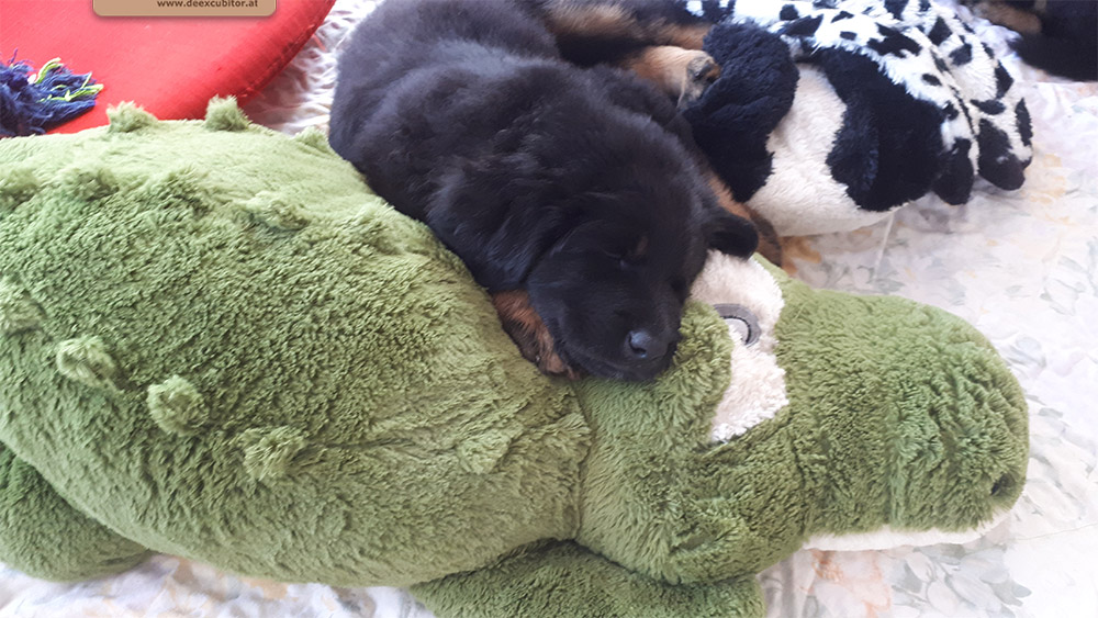 F-Wurf_Fotogalerie_7Woche_800x533_0014