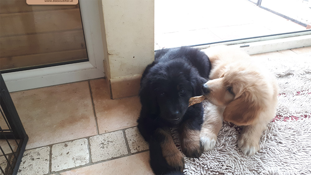 F-Wurf_Fotogalerie_7Woche_800x533_0016