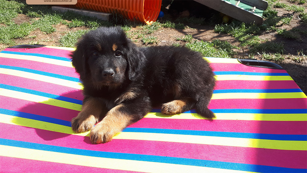 F-Wurf_Fotogalerie_7Woche_800x533_0018