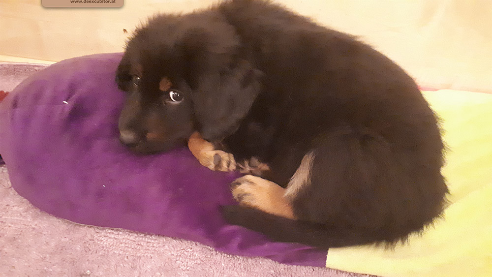 F-Wurf_Fotogalerie_8Woche_800x533_0001