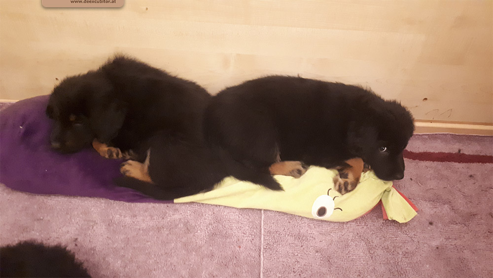 F-Wurf_Fotogalerie_8Woche_800x533_0002