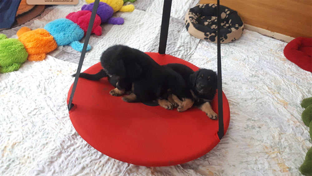 F-Wurf_Fotogalerie_8Woche_800x533_0003