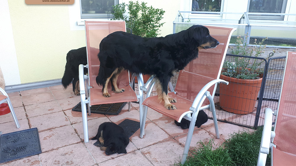 F-Wurf_Fotogalerie_8Woche_800x533_0004