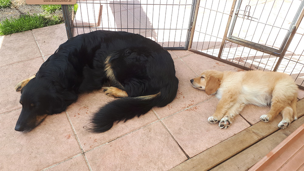 F-Wurf_Fotogalerie_8Woche_800x533_0005