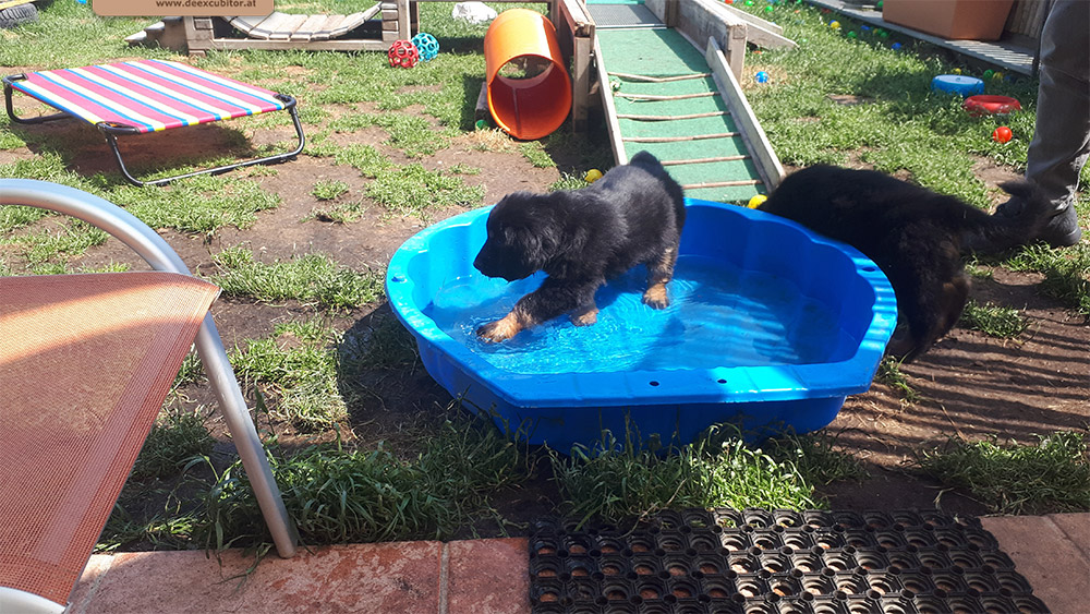 F-Wurf_Fotogalerie_8Woche_800x533_0007