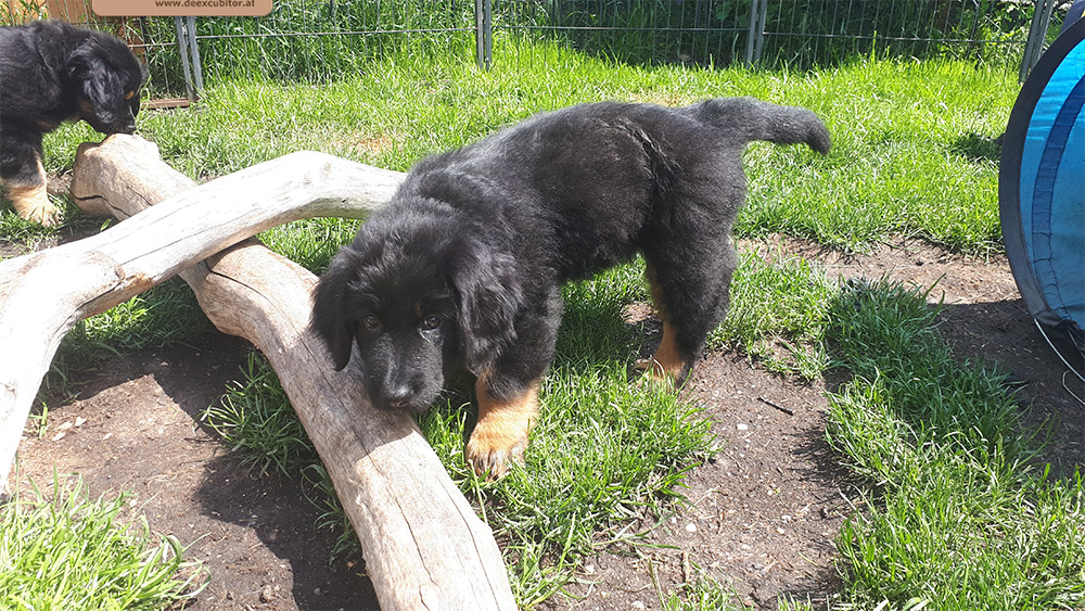 F-Wurf_Fotogalerie_8Woche_800x533_0008