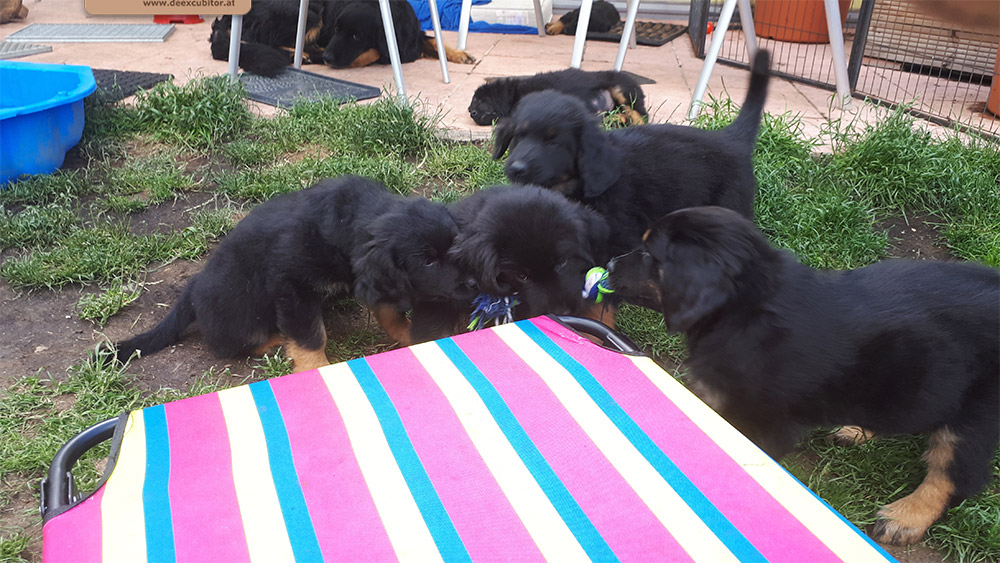 F-Wurf_Fotogalerie_8Woche_800x533_0009