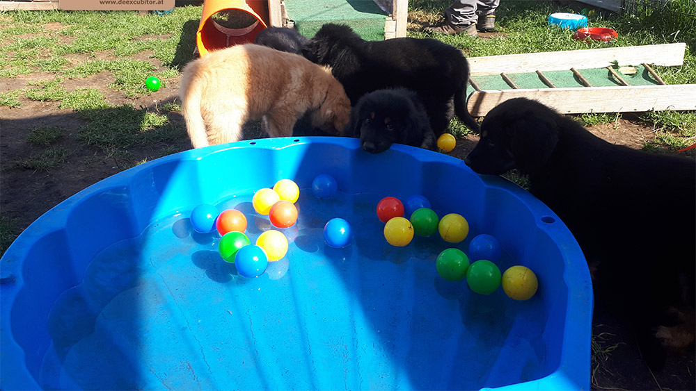 F-Wurf_Fotogalerie_8Woche_800x533_0010