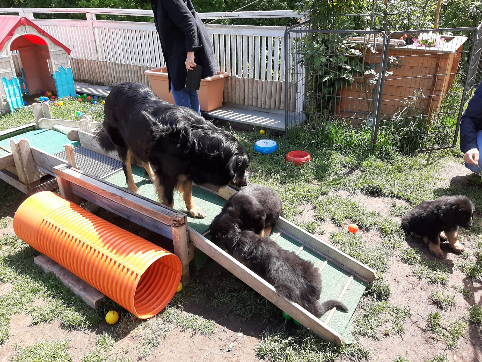 F-Wurf_Fotogalerie_8Woche_800x533_0011