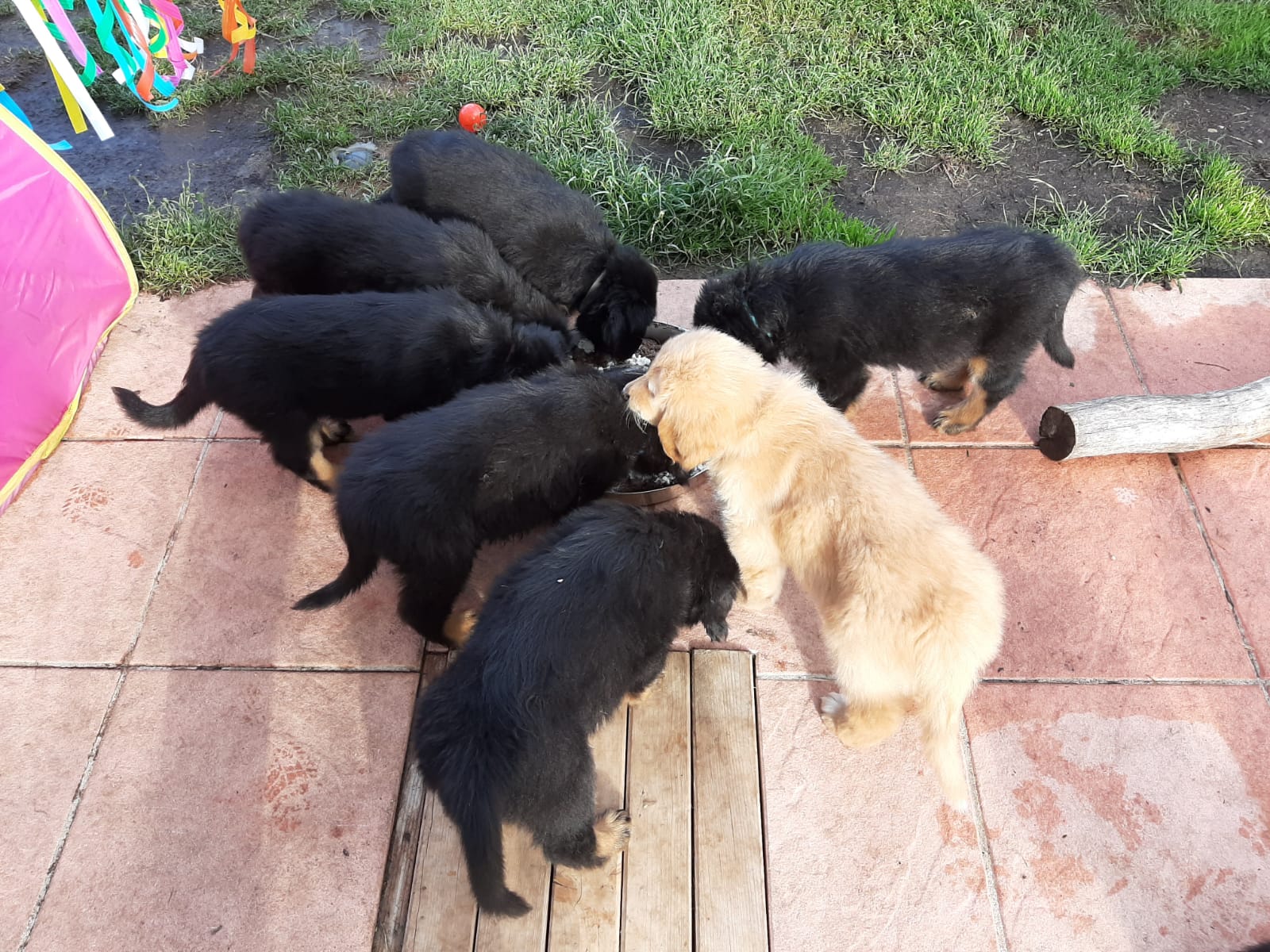 F-Wurf_Fotogalerie_8Woche_800x533_0012