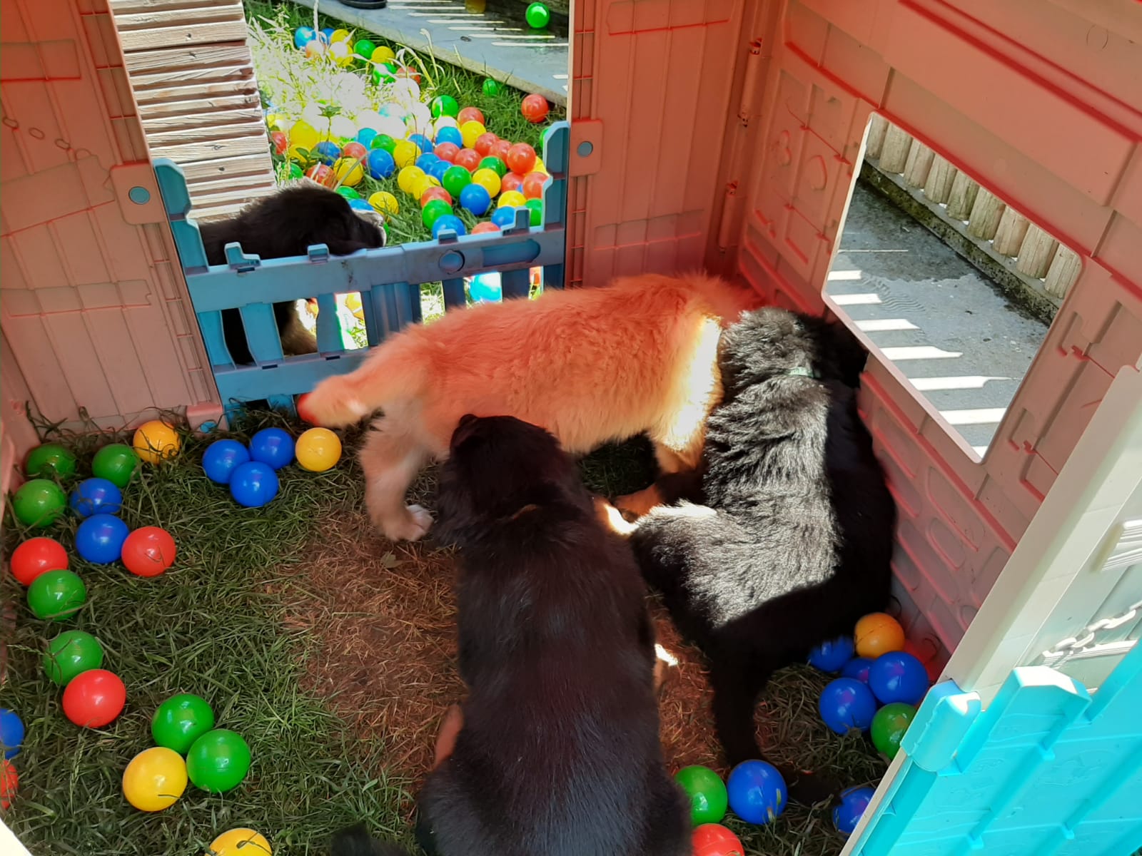 F-Wurf_Fotogalerie_8Woche_800x533_0013