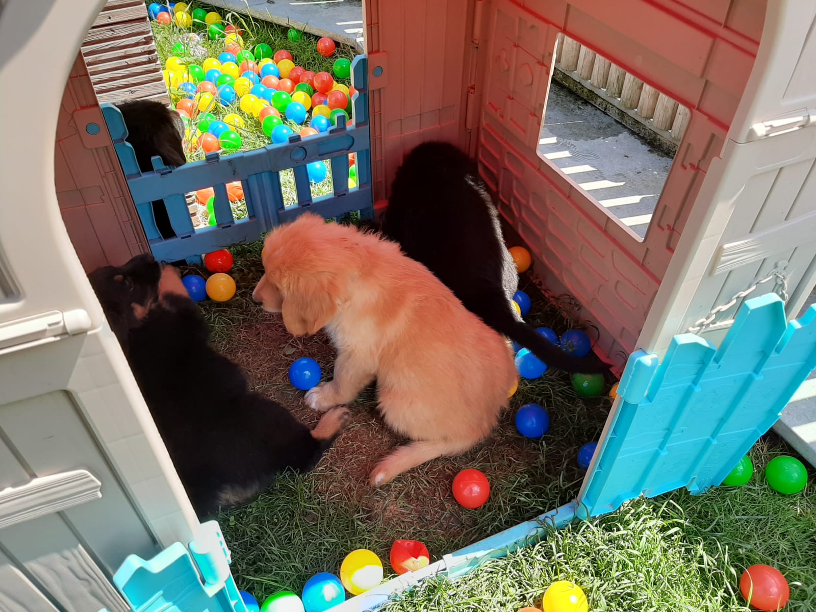 F-Wurf_Fotogalerie_8Woche_800x533_0014