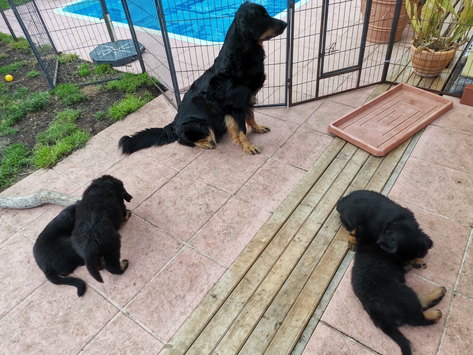 F-Wurf_Fotogalerie_8Woche_800x533_0016