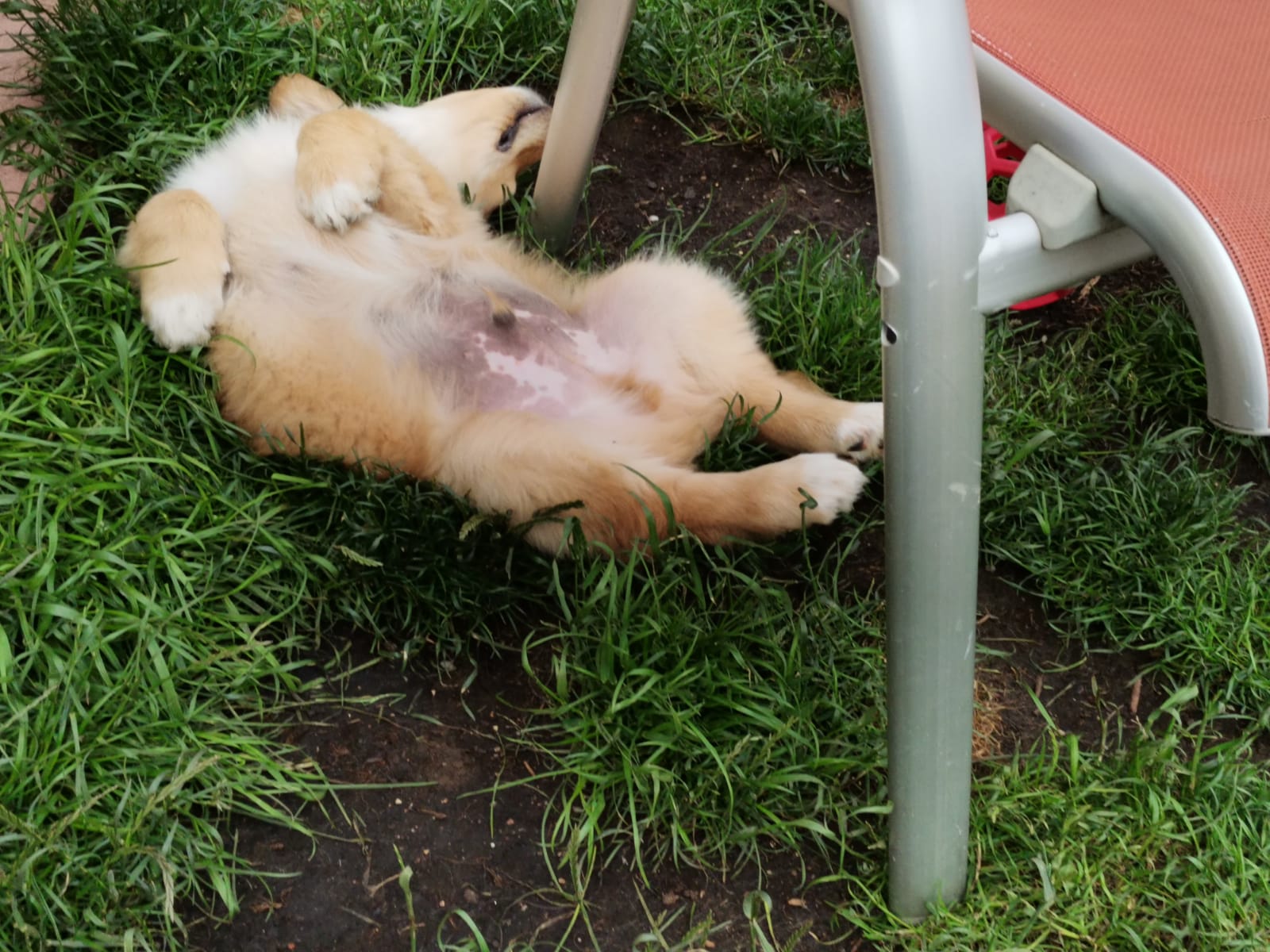 F-Wurf_Fotogalerie_8Woche_800x533_0018