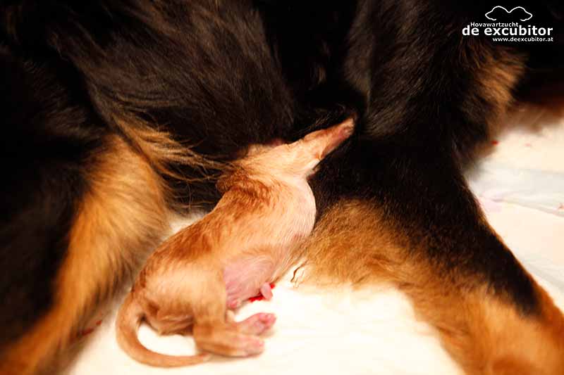 F-Wurf_Fotogalerie_Geburt_800x533_0016