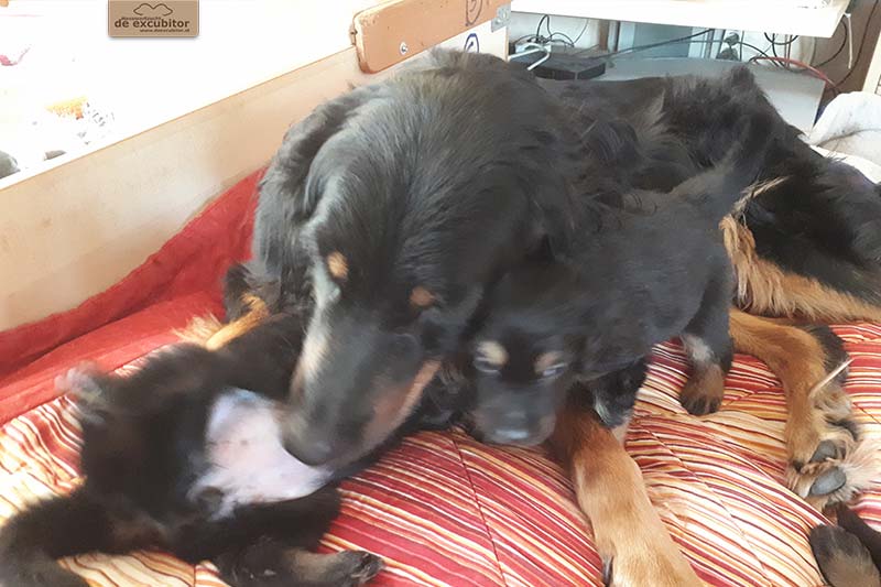 G-Wurf_Fotogalerie_5Woche_800x533_0001