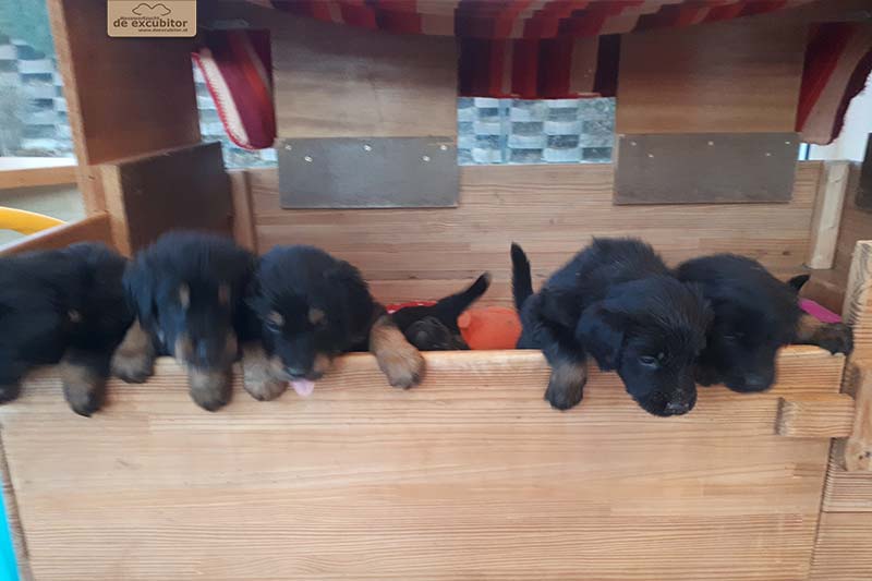 G-Wurf_Fotogalerie_5Woche_800x533_0002