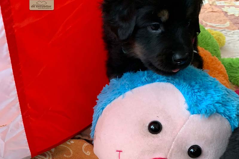 G-Wurf_Fotogalerie_5Woche_800x533_0004