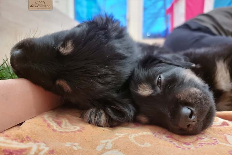 G-Wurf_Fotogalerie_5Woche_800x533_0005