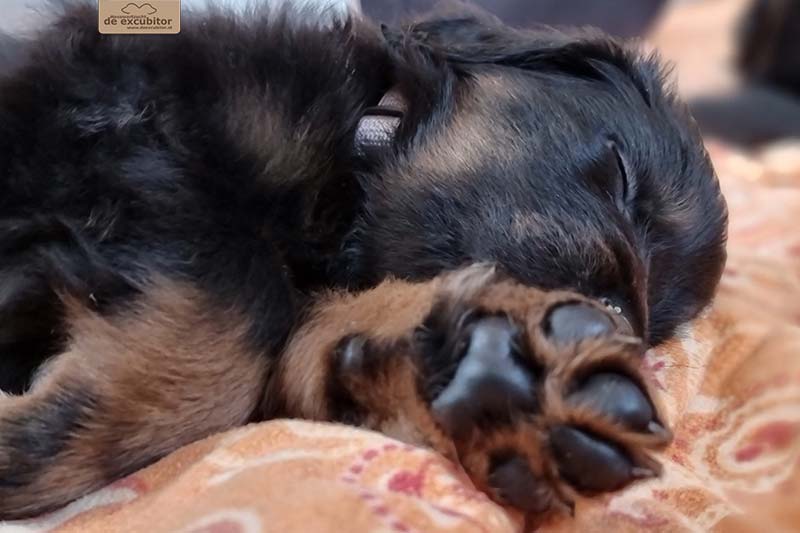 G-Wurf_Fotogalerie_5Woche_800x533_0006