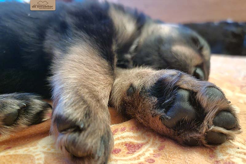 G-Wurf_Fotogalerie_5Woche_800x533_0007