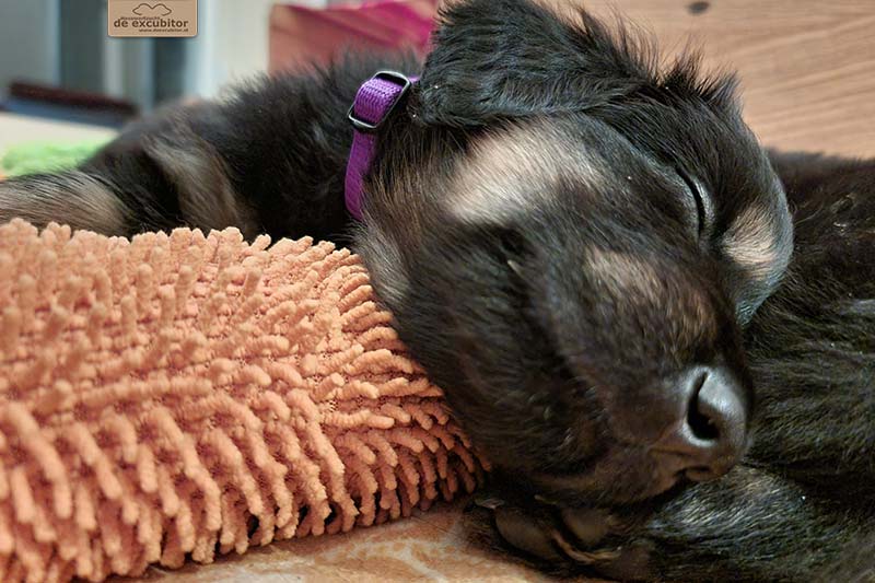 G-Wurf_Fotogalerie_5Woche_800x533_0008