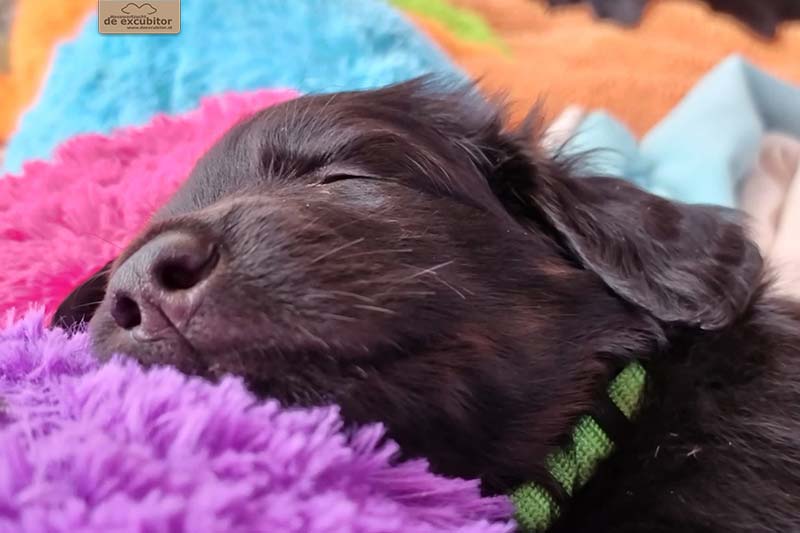 G-Wurf_Fotogalerie_5Woche_800x533_0009