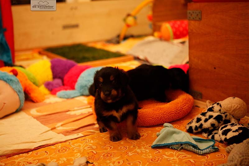 G-Wurf_Fotogalerie_5Woche_800x533_0010