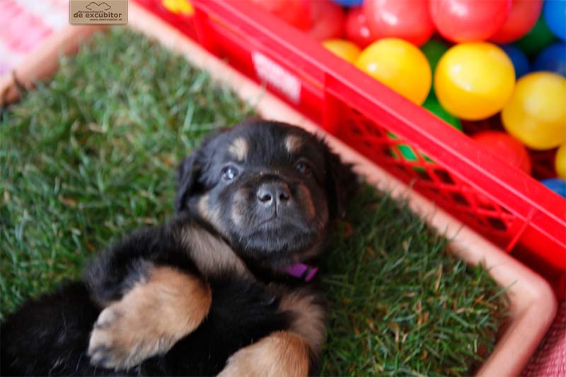 G-Wurf_Fotogalerie_5Woche_800x533_0011