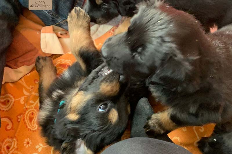 G-Wurf_Fotogalerie_5Woche_800x533_0012