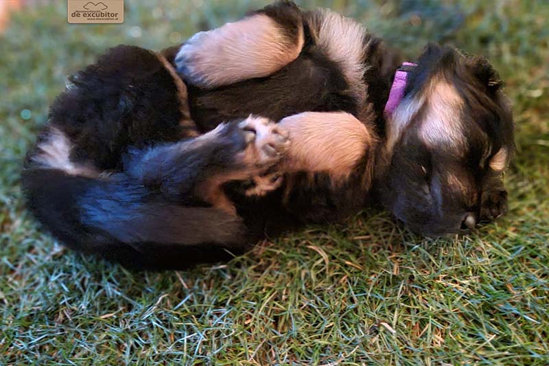 G-Wurf_Fotogalerie_5Woche_800x533_0013