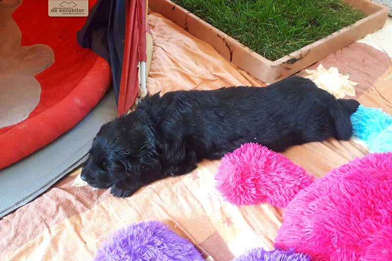 G-Wurf_Fotogalerie_5Woche_800x533_0015