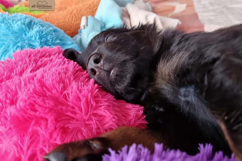 G-Wurf_Fotogalerie_5Woche_800x533_0016