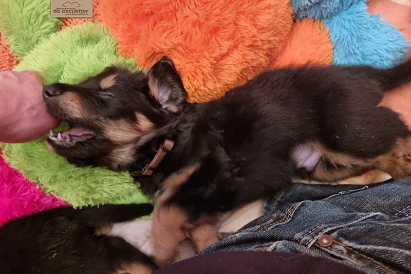 G-Wurf_Fotogalerie_5Woche_800x533_0017