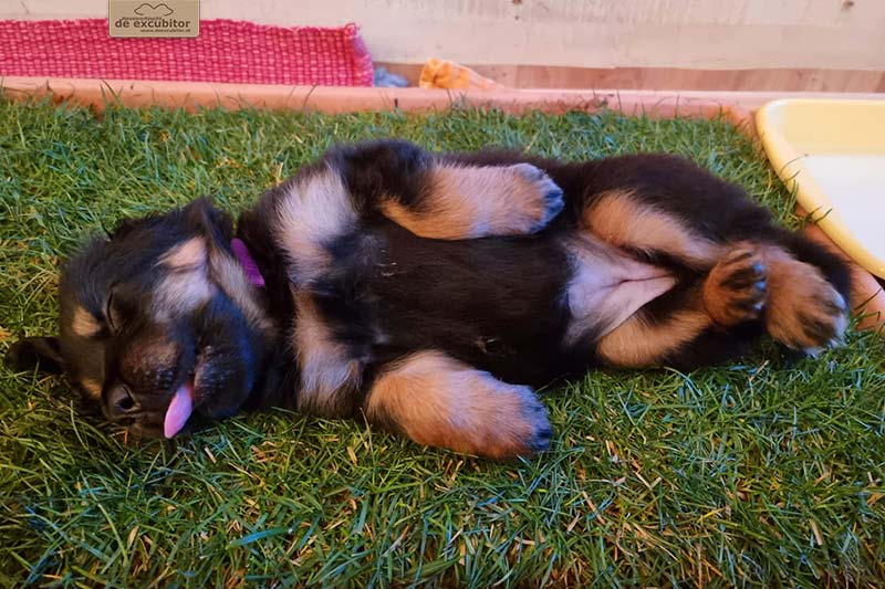 G-Wurf_Fotogalerie_5Woche_800x533_0018