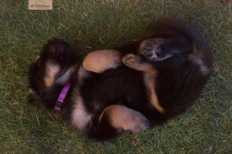 G-Wurf_Fotogalerie_5Woche_800x533_0019