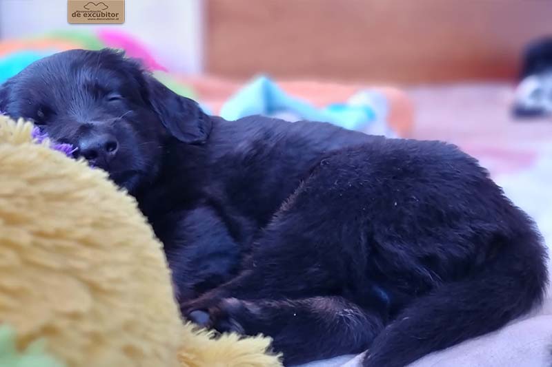 G-Wurf_Fotogalerie_5Woche_800x533_0020