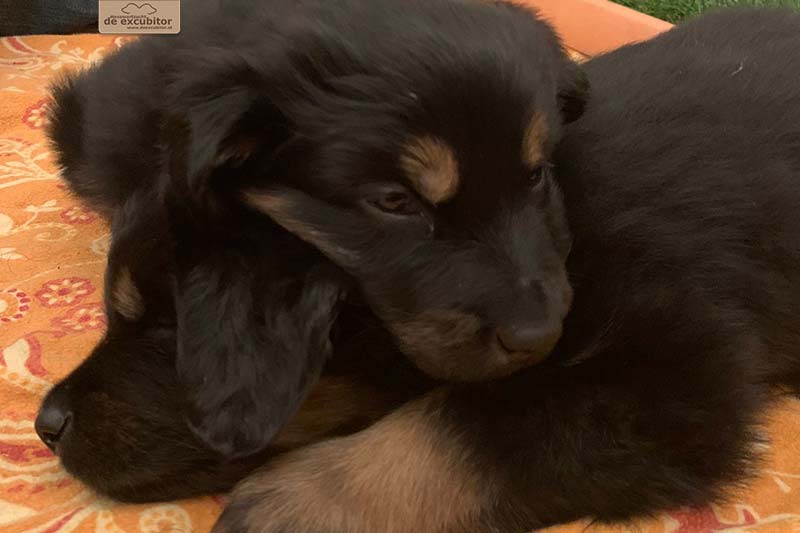 G-Wurf_Fotogalerie_5Woche_800x533_0021