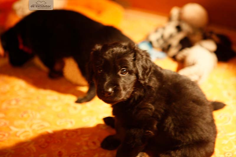 G-Wurf_Fotogalerie_5Woche_800x533_0022