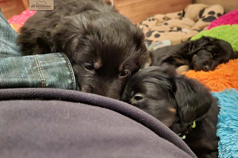 G-Wurf_Fotogalerie_5Woche_800x533_0023