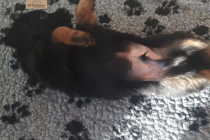 G-Wurf_Fotogalerie_7Woche_800x533_0001