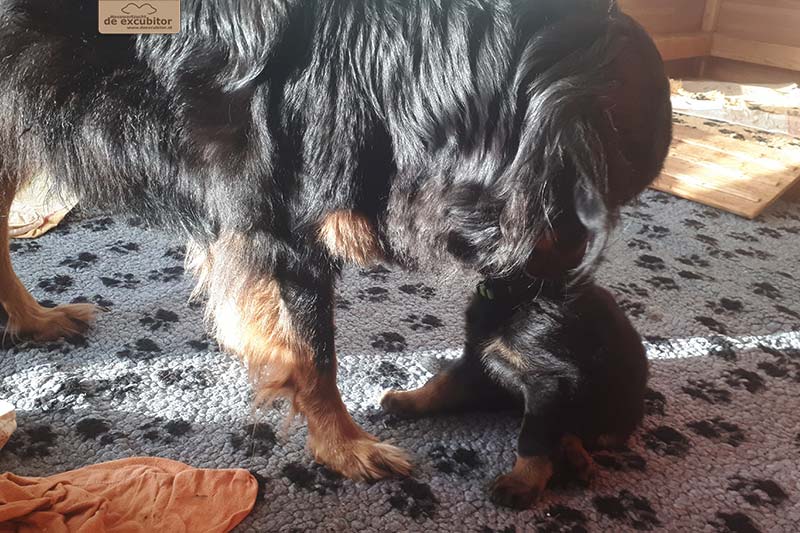 G-Wurf_Fotogalerie_7Woche_800x533_0002