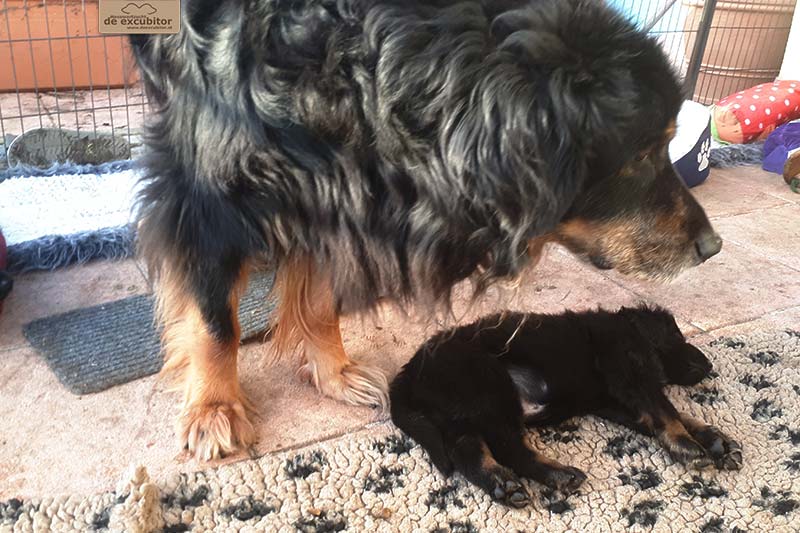 G-Wurf_Fotogalerie_7Woche_800x533_0003