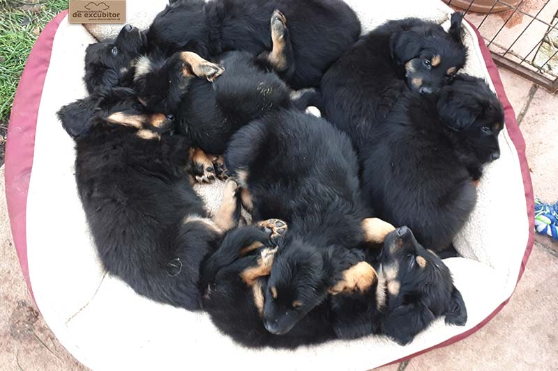 G-Wurf_Fotogalerie_7Woche_800x533_0005