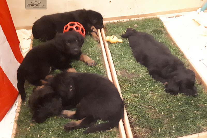 G-Wurf_Fotogalerie_7Woche_800x533_0007