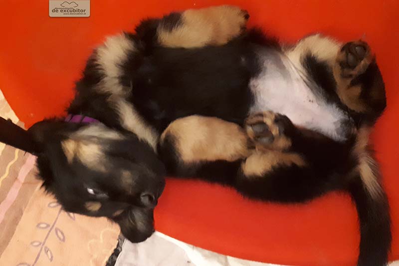 G-Wurf_Fotogalerie_7Woche_800x533_0008