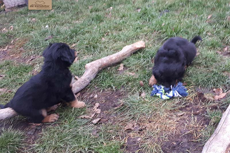 G-Wurf_Fotogalerie_7Woche_800x533_0009