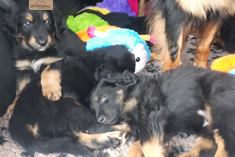 G-Wurf_Fotogalerie_7Woche_800x533_0010