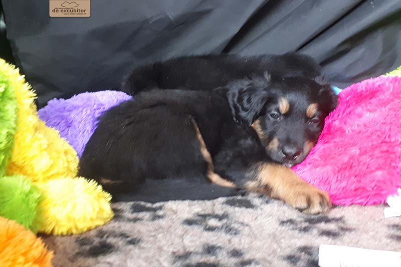 G-Wurf_Fotogalerie_7Woche_800x533_0011